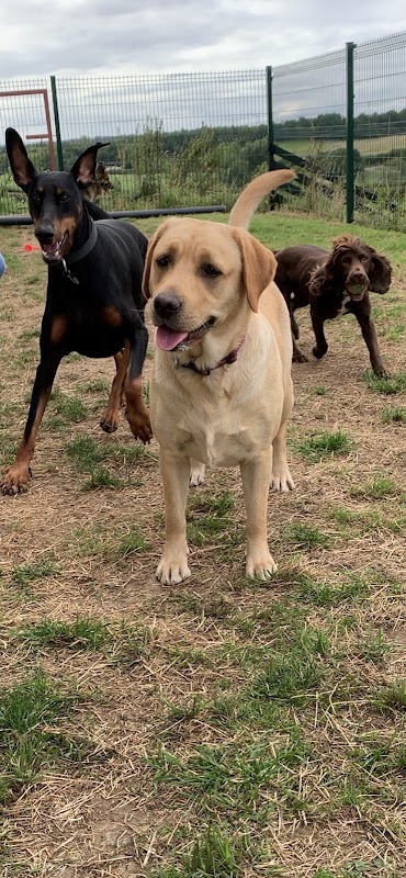 Blakeston Croft Farm Kennels