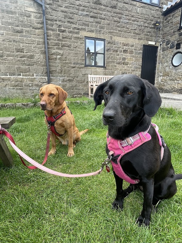 Pure Dog Adventure Training photo 1