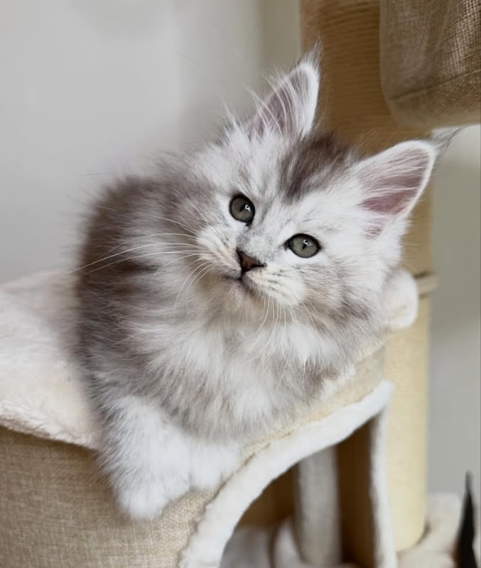 Mainecoon kittens for sale photo 2