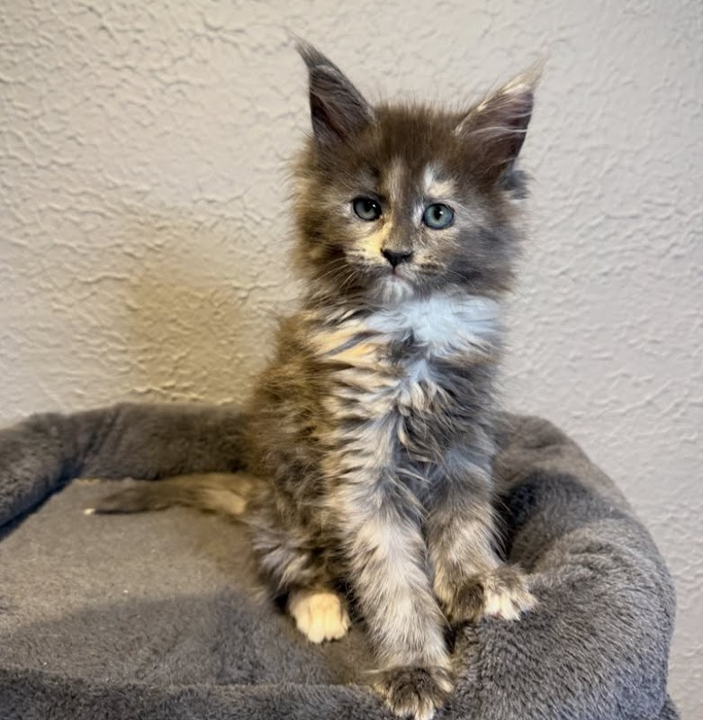 Mainecoon kittens for sale photo 3