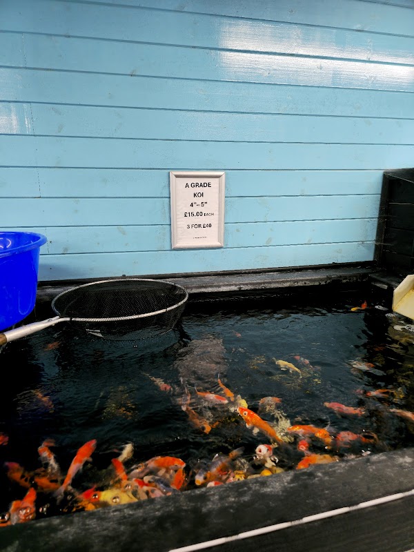 Koi and pond supplies photo 2