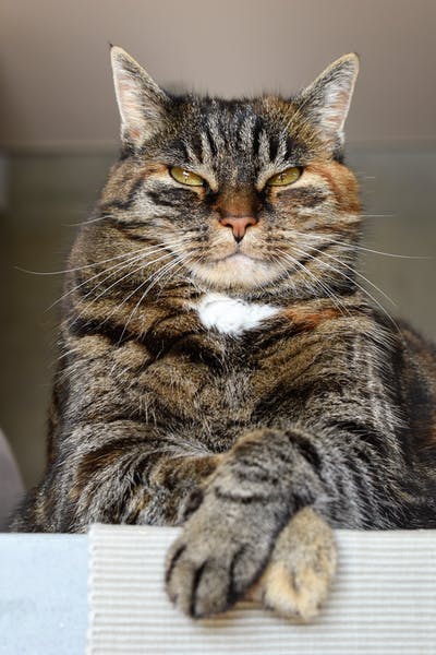 Myllbank Cattery