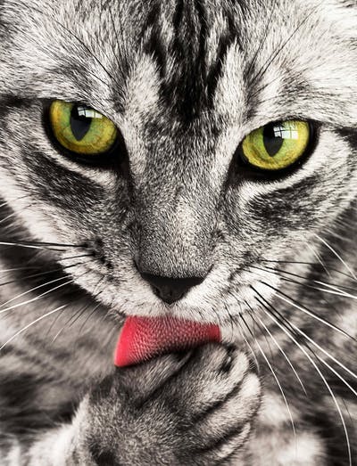 Myllbank Cattery photo 2