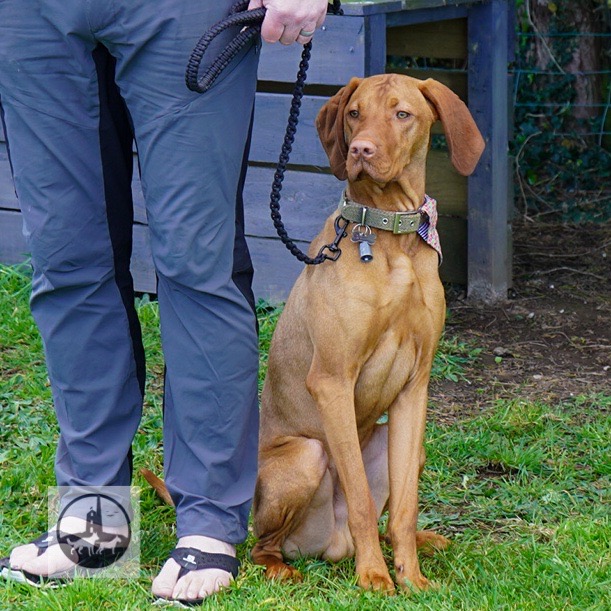 Cornish Dog School photo 3