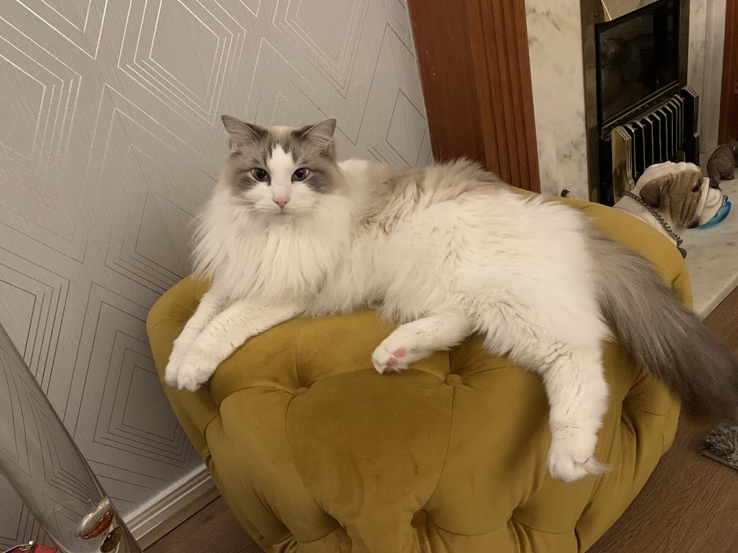 Maythorne Cottage 5 Star Luxury Cattery