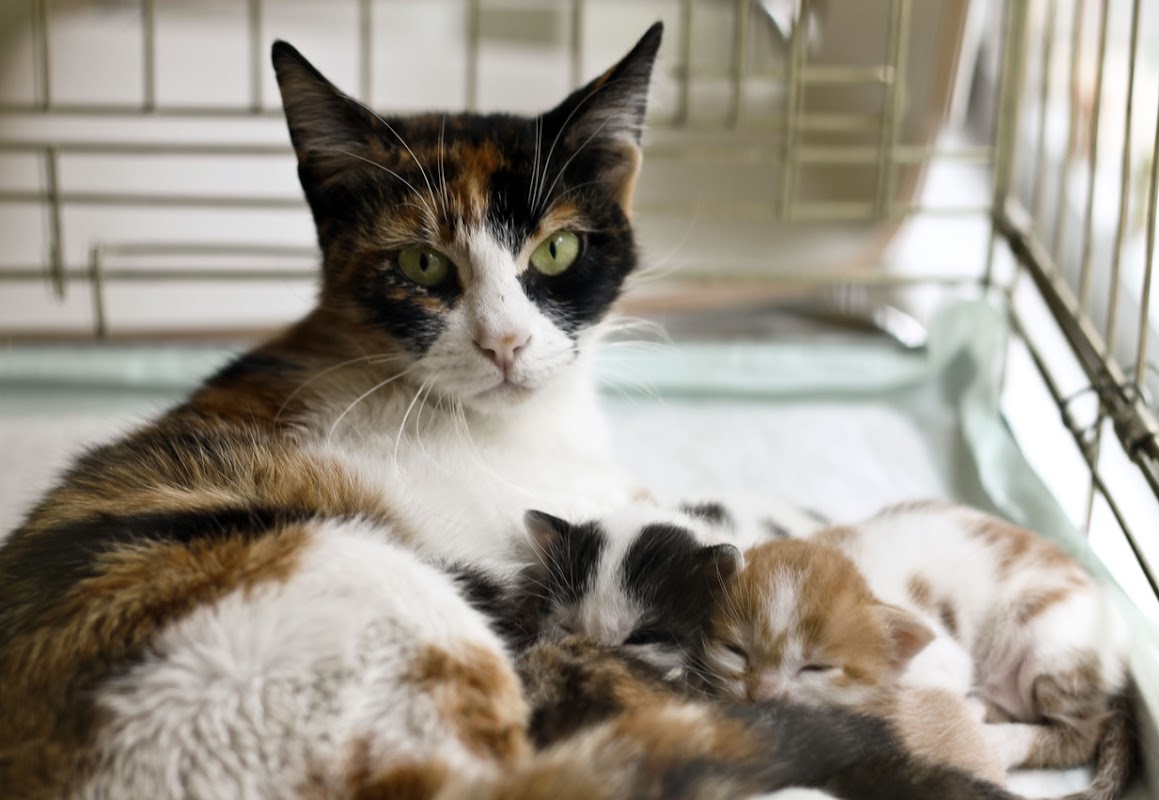 Acre Farm Cattery