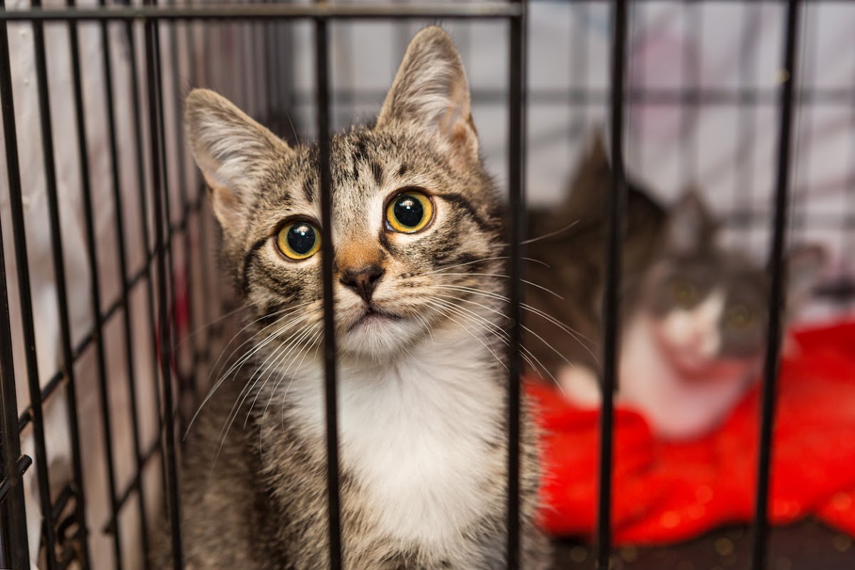 Acre Farm Cattery photo 2