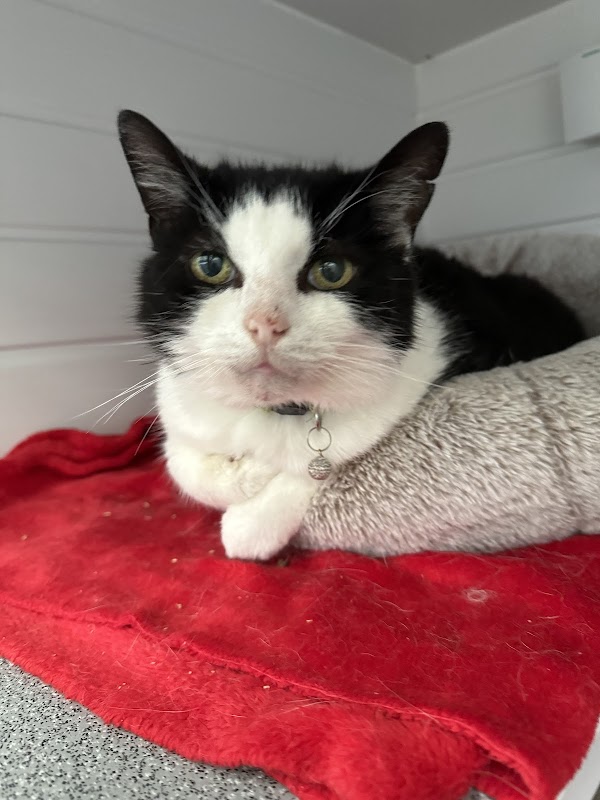 Acre Farm Cattery photo 3