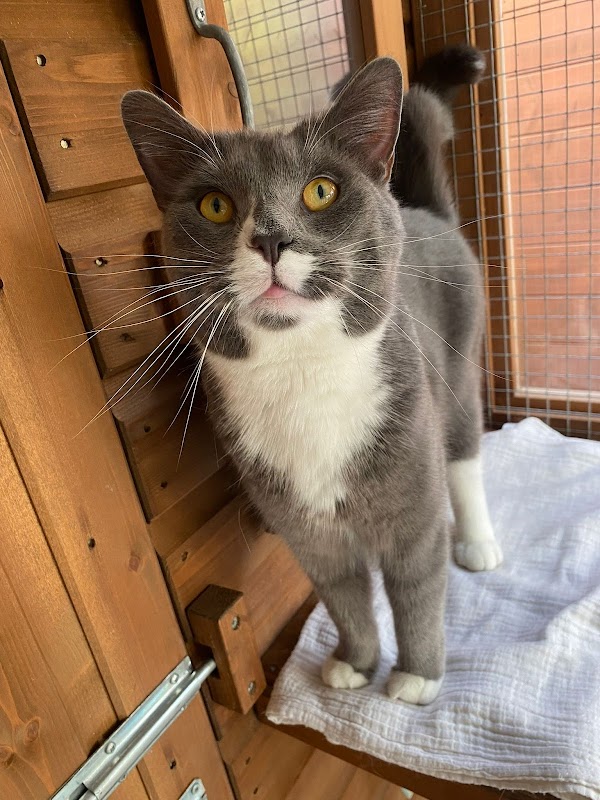 Ashview Cattery photo 1