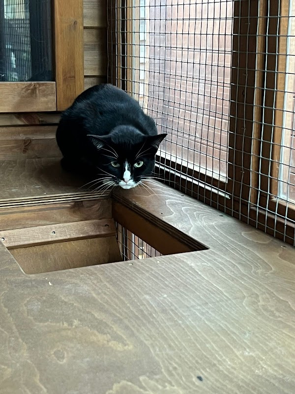 Ashview Cattery photo 3