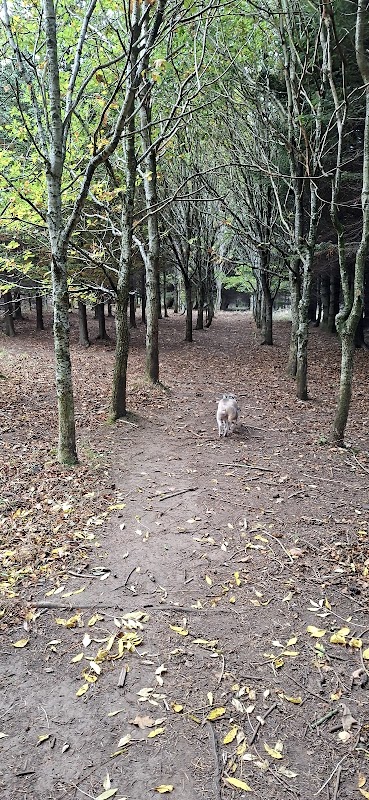 Citidogs Creche photo 1