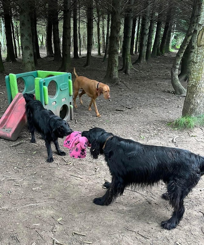 Citidogs Creche photo 3