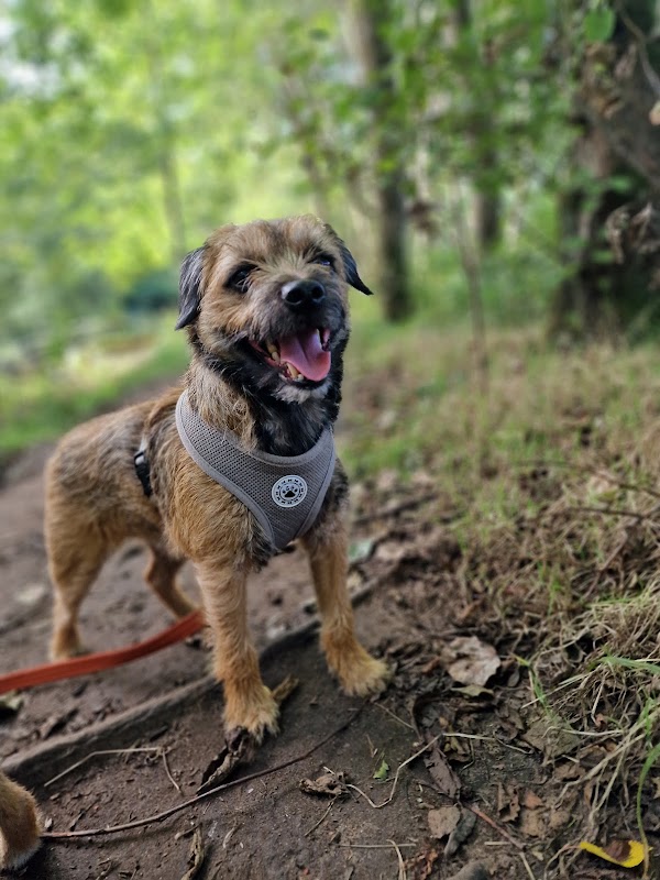 dogsandpups.co.uk photo 3