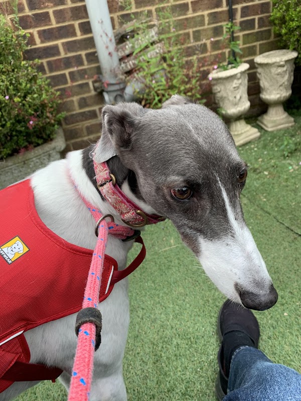 Greyhound Trust Harvel (croftview Kennels)