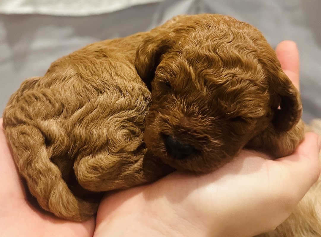Cavipoo Poodle puppies — breeder photo