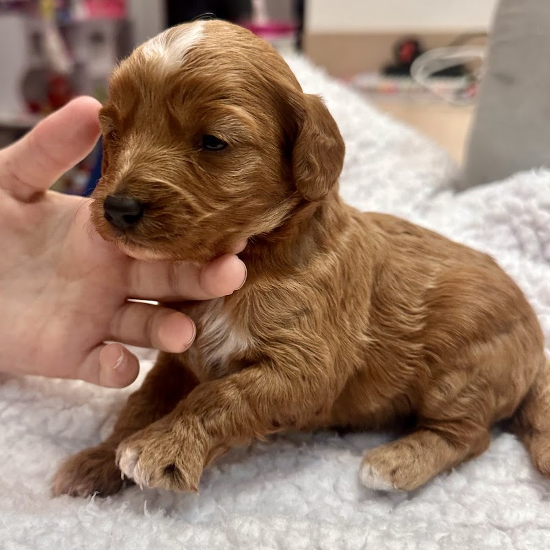 Cavipoo Poodle puppies photo 3