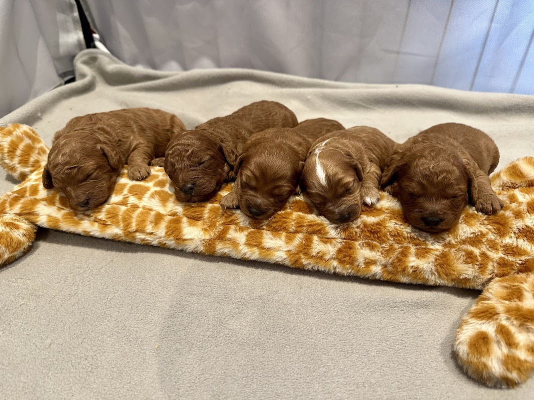 Cavipoo Poodle puppies photo 2