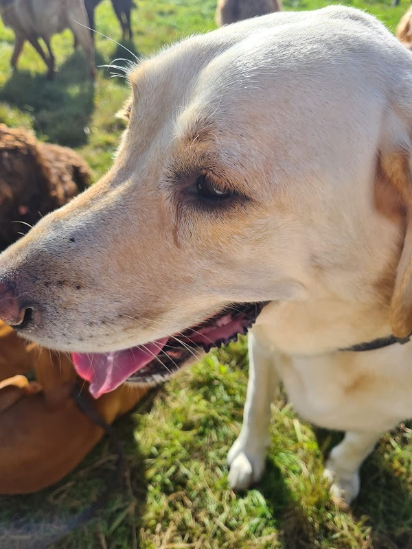 Adventure Dogs Chester photo 1