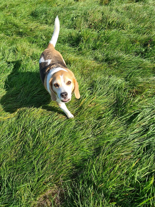 Adventure Dogs Chester photo 2