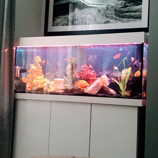 Westwood Aquariums Ltd photo 2