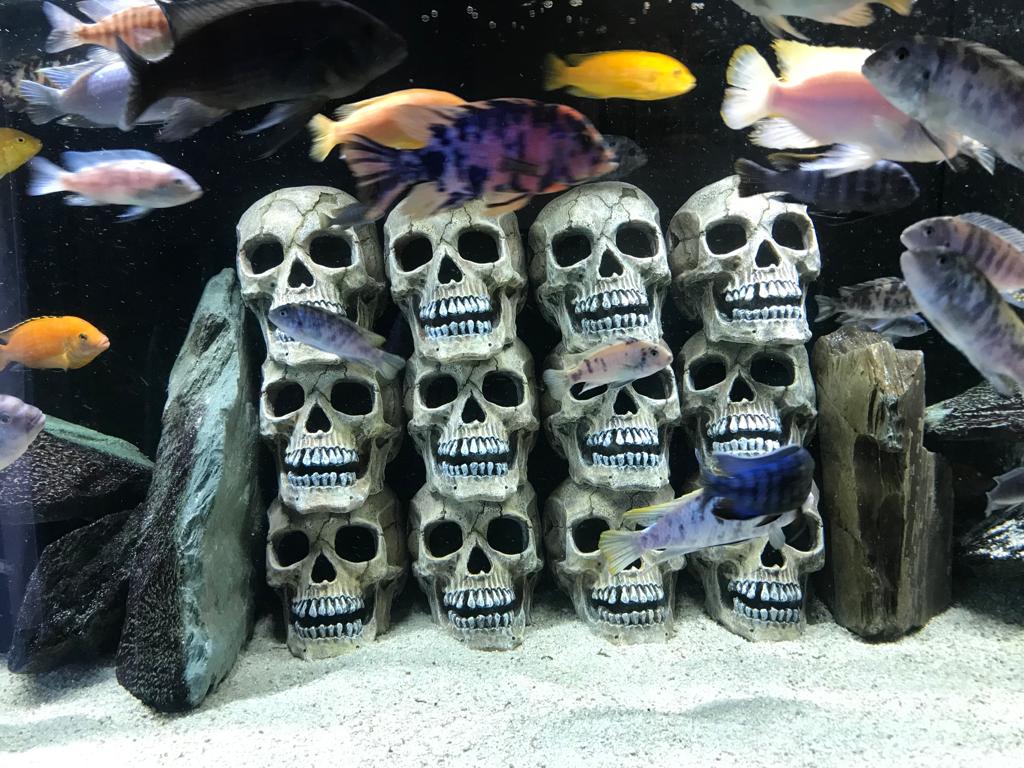 Westwood Aquariums Ltd photo 3