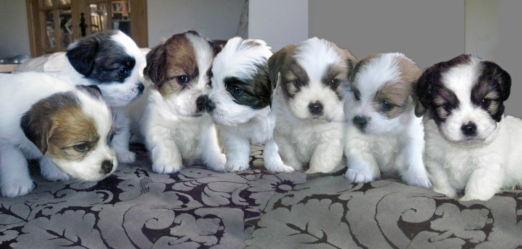 Puppy Cottage Licenced Pedigree Dog Breeder — breeder photo
