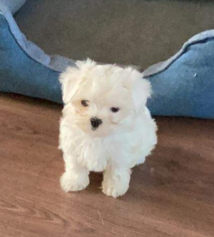 Puppy Cottage Licenced Pedigree Dog Breeder photo 3