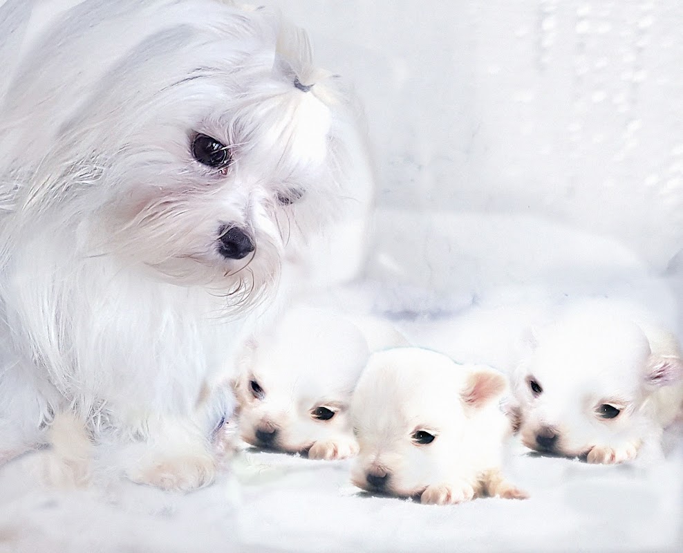 Puppy Cottage Licenced Pedigree Dog Breeder photo 2
