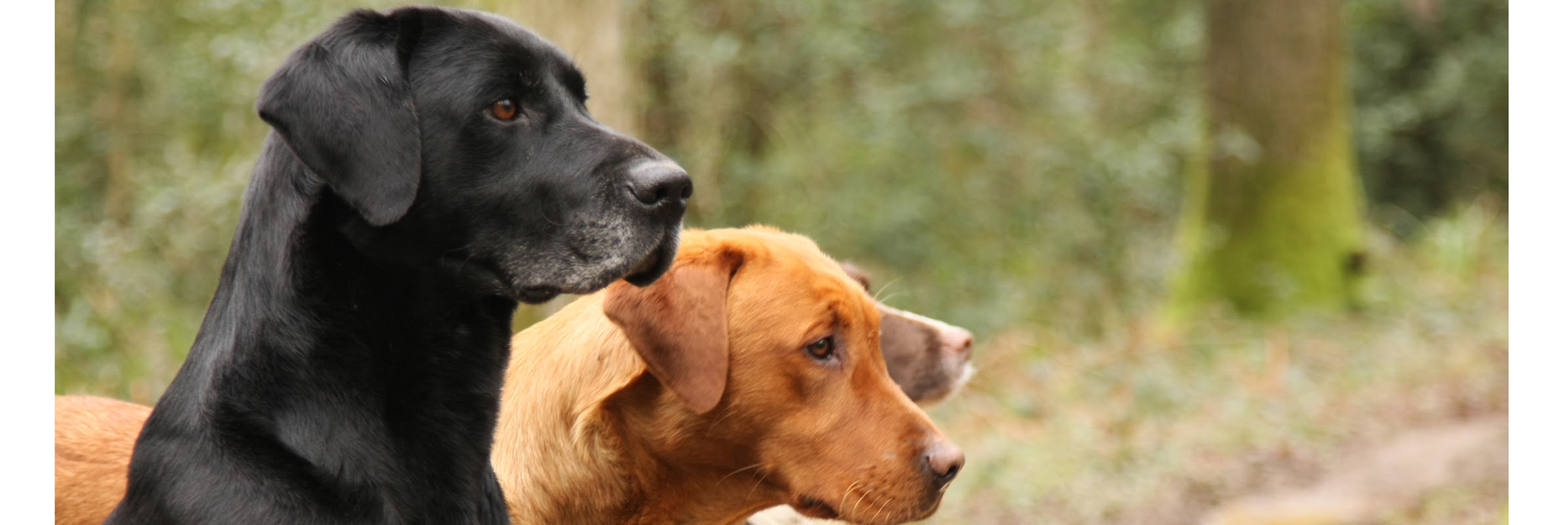 trainthatdog.com
