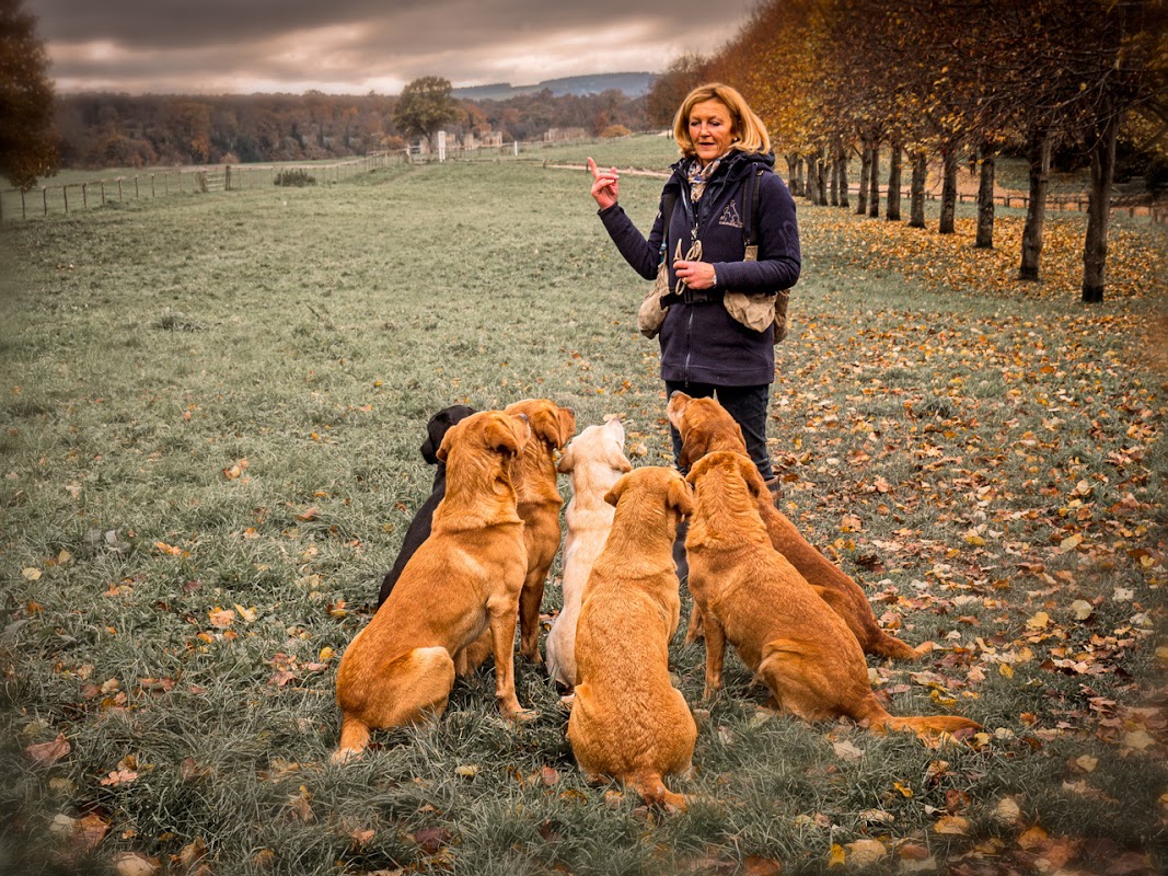trainthatdog.com photo 2
