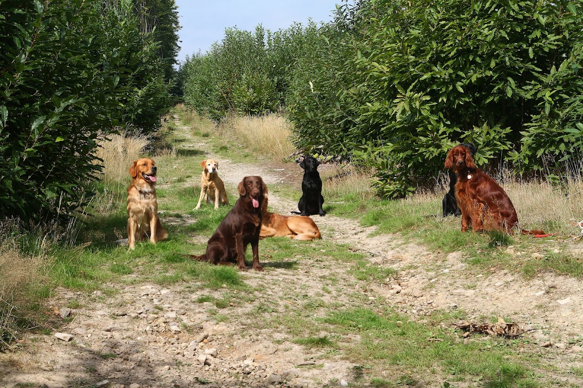 trainthatdog.com photo 3
