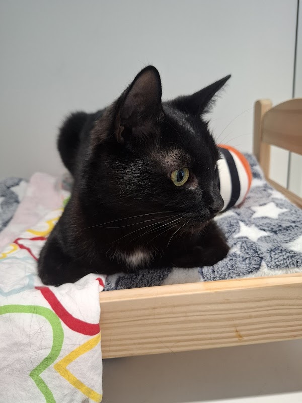 KittyAngel Cattery photo 1