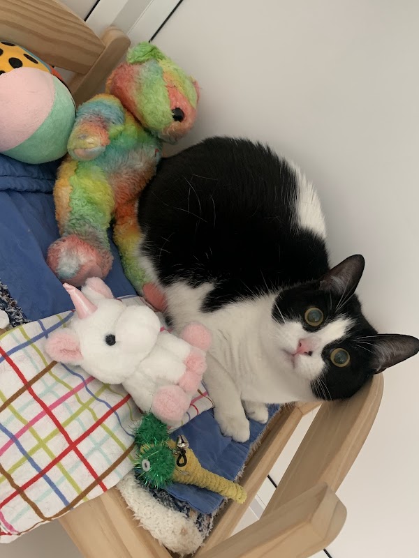 KittyAngel Cattery photo 3
