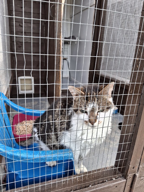 Ivy House Cattery photo 3