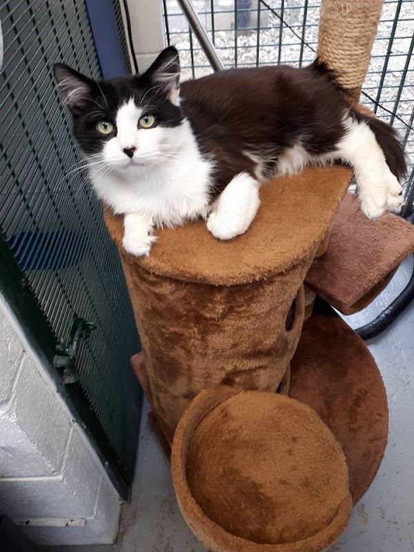 Moss Hall Farm Cattery photo 3
