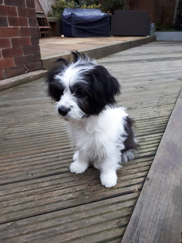 Kilconnel Kennels photo 2