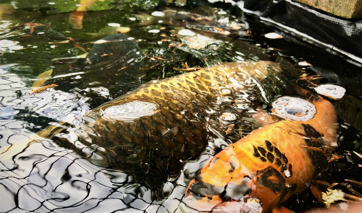 Fadfa Koi