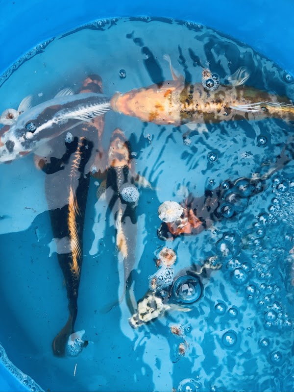 Fadfa Koi photo 3