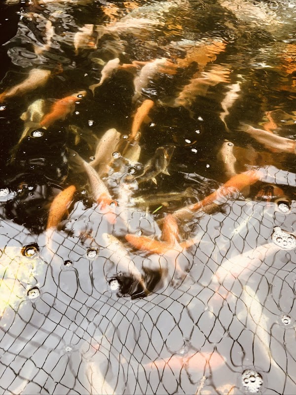 Fadfa Koi photo 1