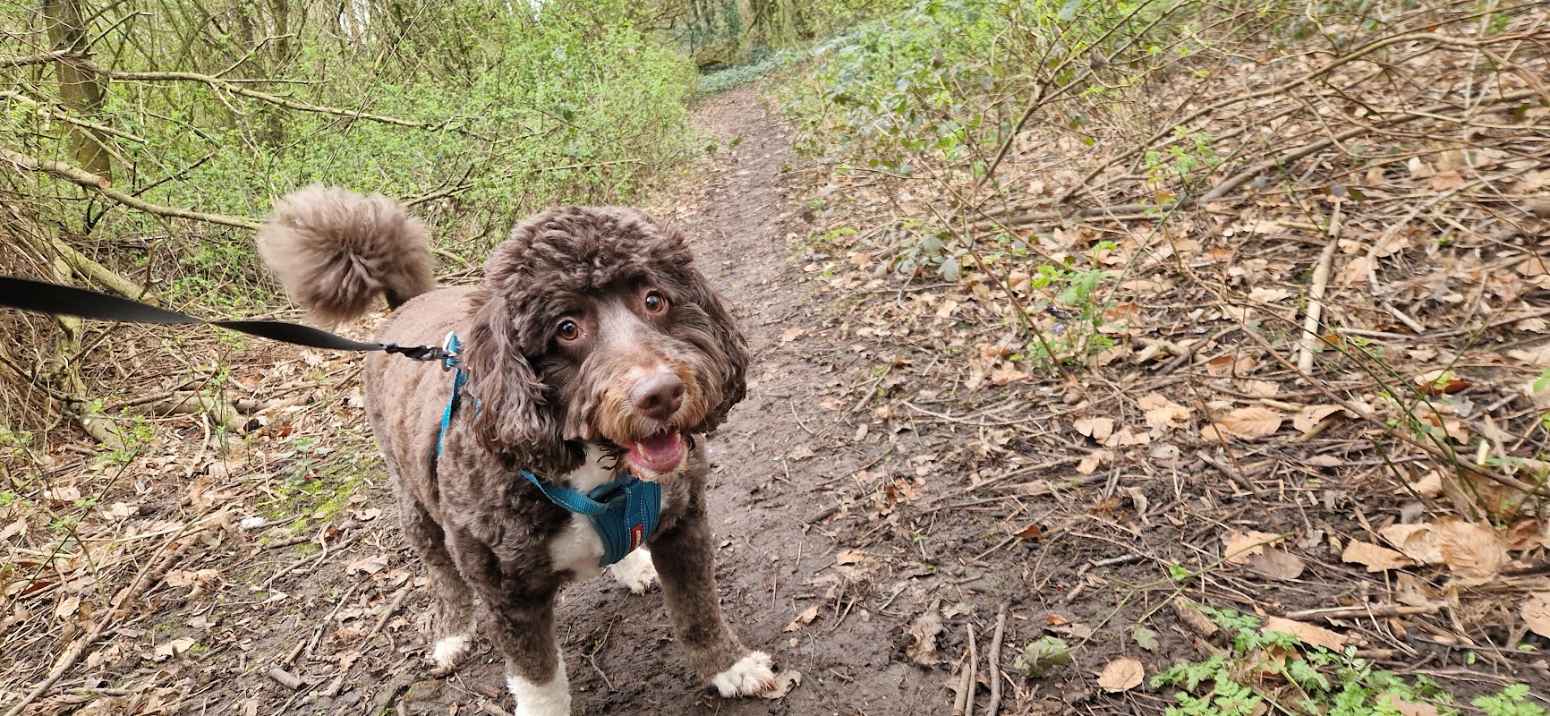 Leannes Doggy B&B photo 3