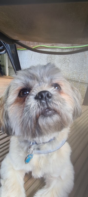 Leannes Doggy B&B photo 2