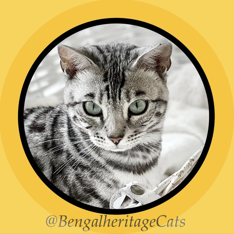 Bengalheritage Kittens