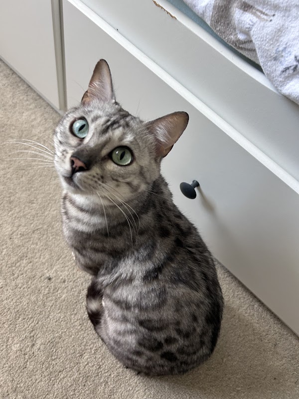 Bengalheritage Kittens photo 2