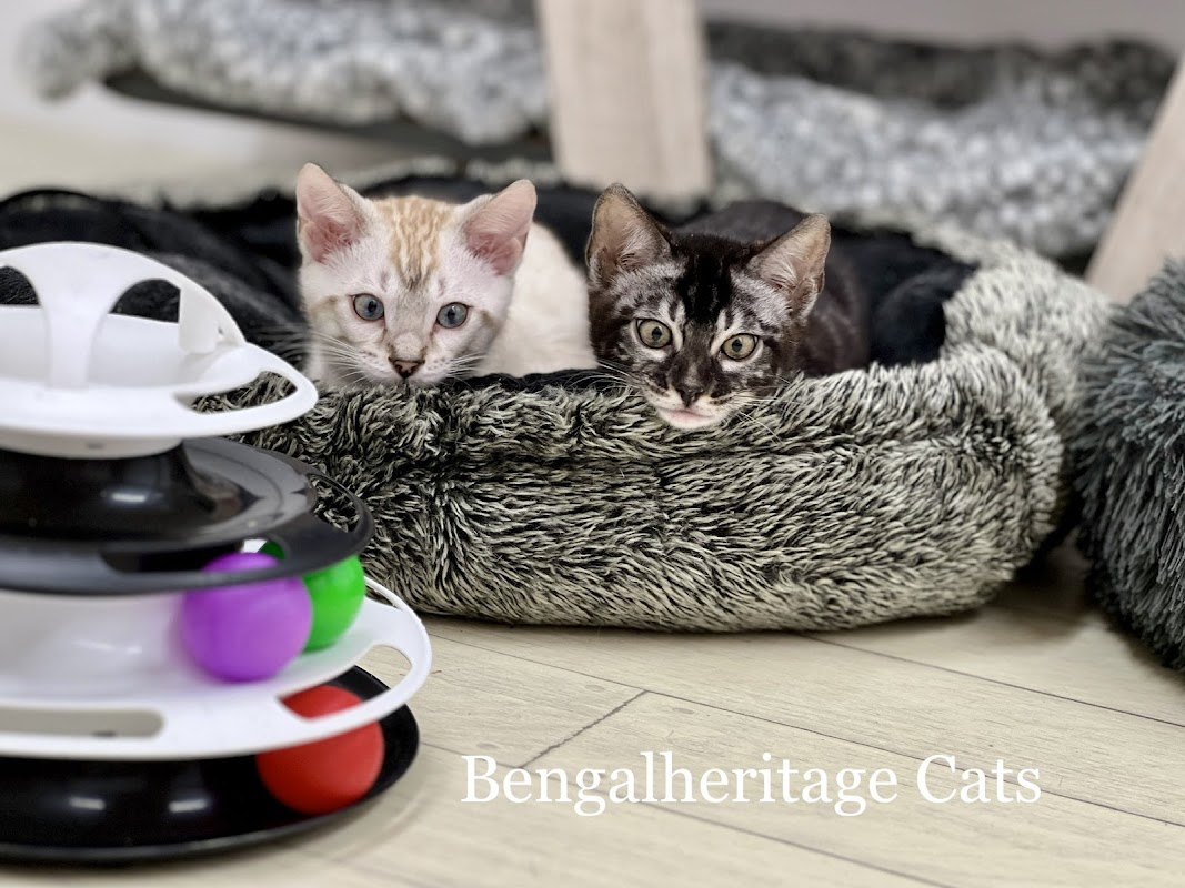 Bengalheritage Kittens photo 3