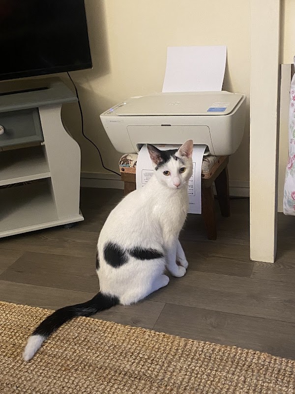 Acorns Cattery