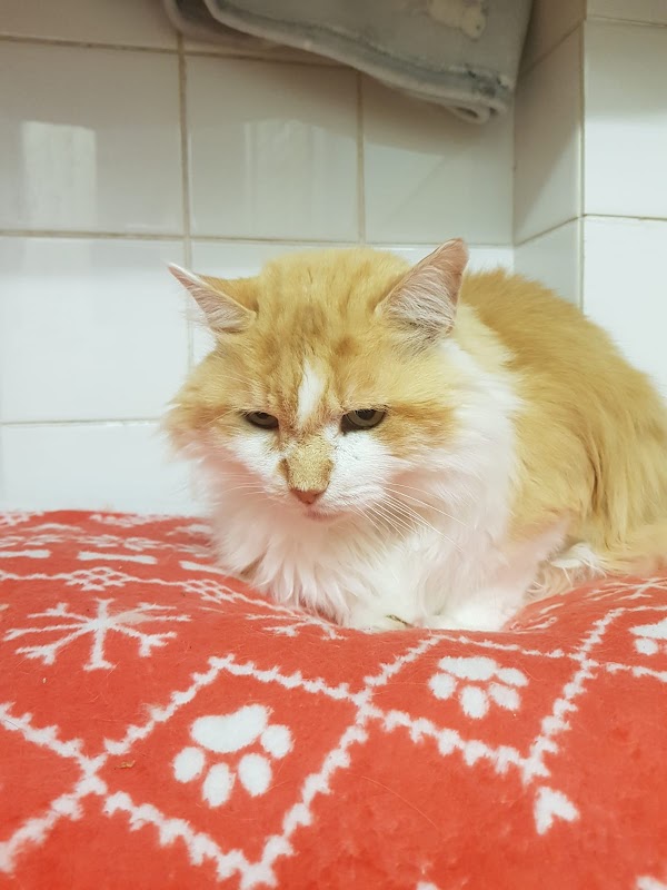 Ainsworth Farm Cattery photo 3