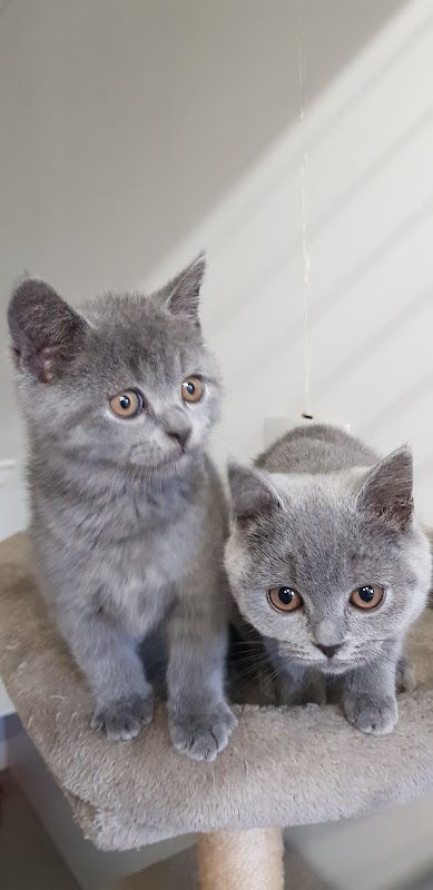 Ainsworth Farm Cattery photo 2