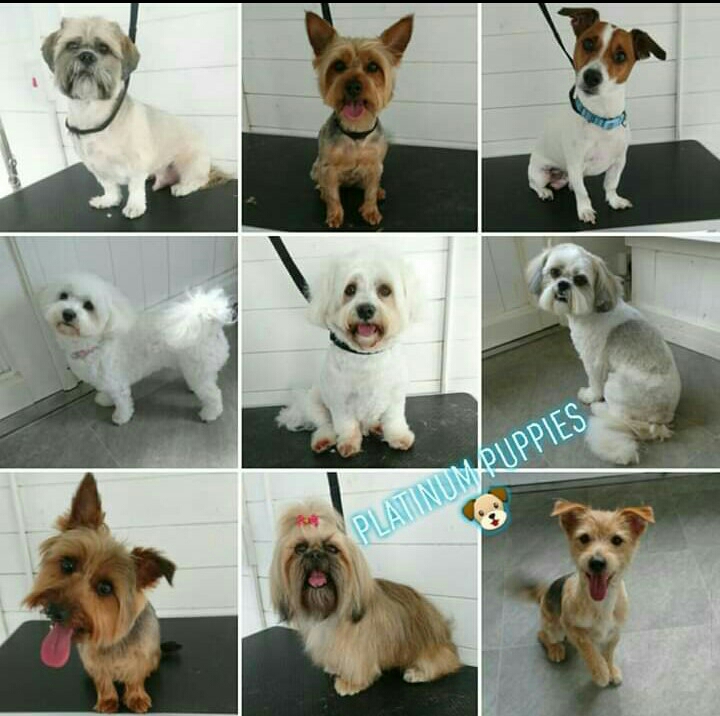 Platinum Puppies photo 3