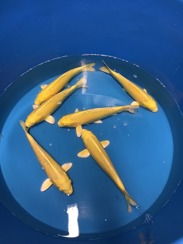 The Oaks Koi Farm photo 3