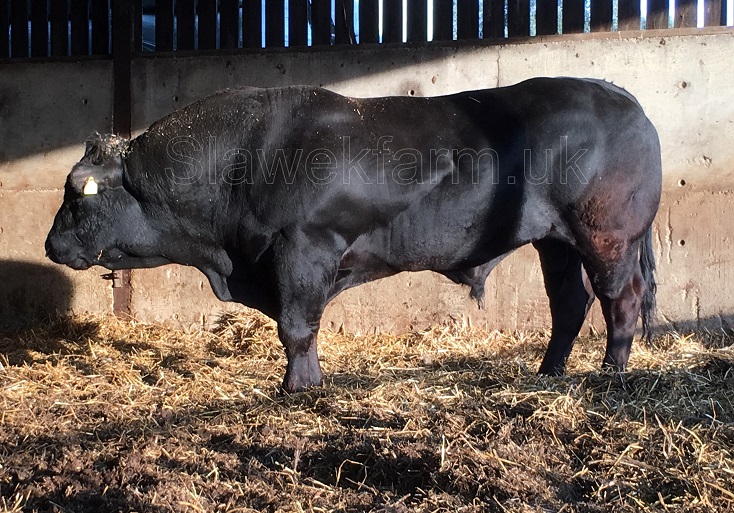 Slawekfarm, Tredon Herd, Livestock Sales, Pedigree, Polled Limousin, Cambridge UK
